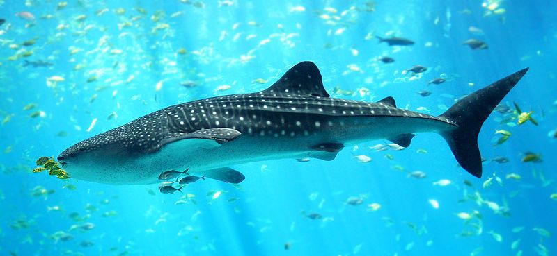 800px-whale_shark_georgia_aquarium.jpg